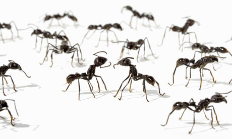 Image of ant colony that can grow large enough to undermine house and garden feature