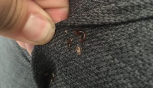 Photo of bedbugs in the cloth surface of a couch in London