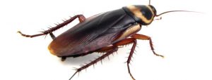Image of common cockroach we deal with very often. We can identify the source of the infestation at a property and eradicate them.