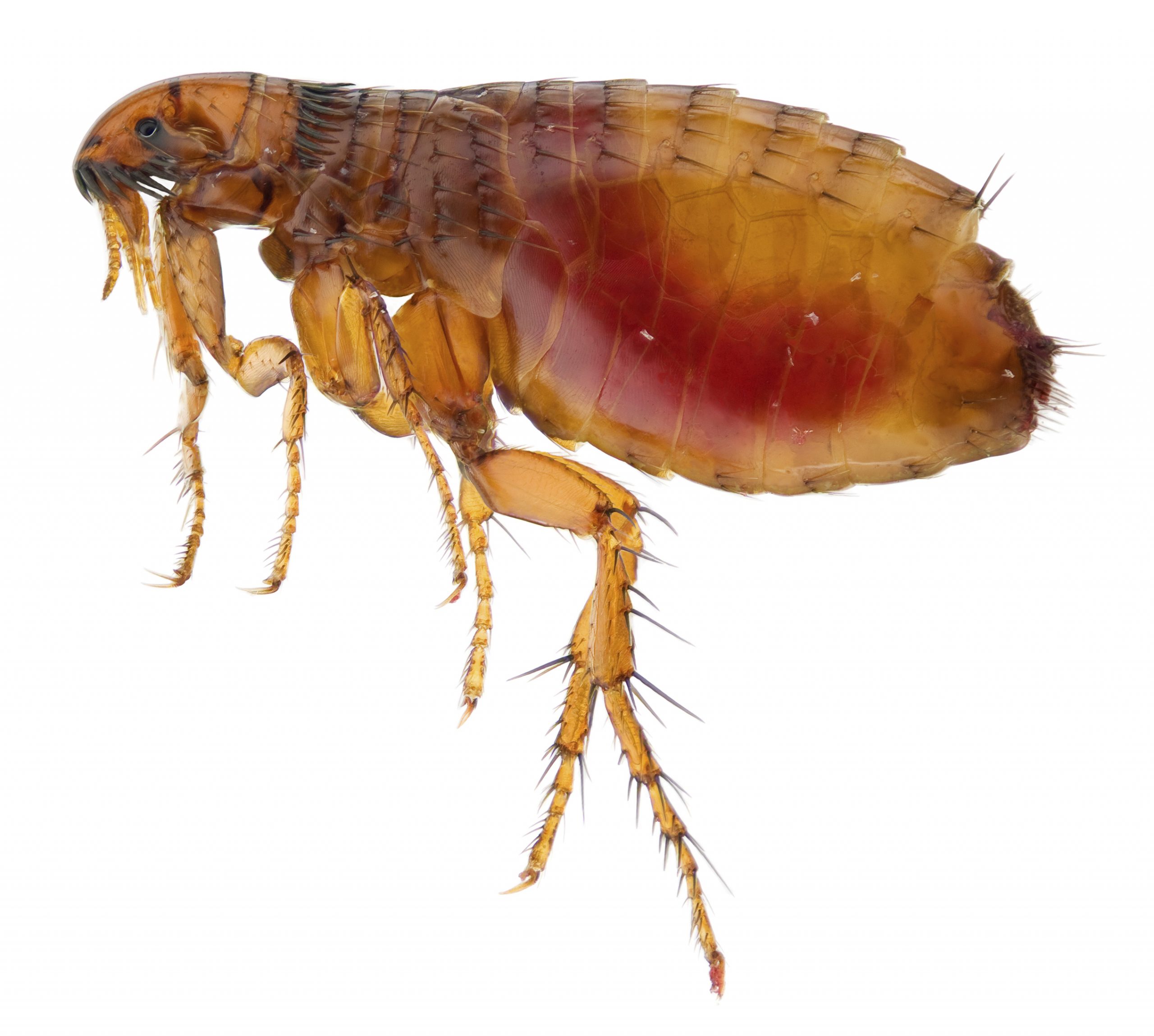 Image of common flea that annoys pets and can ingest houses