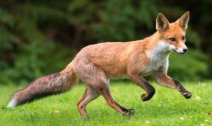 Photo of urban fox who an be a serious and dangerous pest to homeowners and their children.