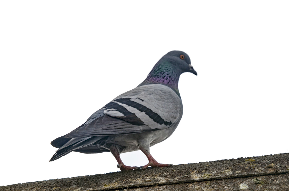 Image of disease spreading pigeon we can deal with for commercial centres and domestic properties both