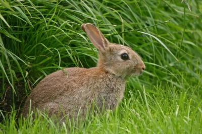 Image of a rabbit, althogh cute it can destroy a garden in a day.